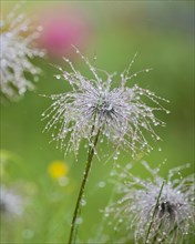 Dewdrops on a filigree plant that forms the centre of the picture, left and right blurred plant of
