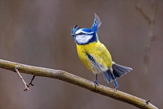 A colorful blue tit bird perched on a branch with its feathers fluffed out, Cyanistes Caeruleus,