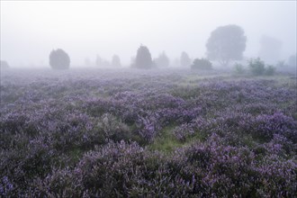 Heath landscape, flowering common heather (Calluna vulgaris), morning mist, Lueneburg Heath, Lower