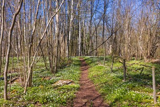 Hiking path with flowering wood anemone (Anemone nemorosa) in a tree grove a beautiful sunny spring