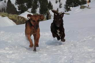 Two dogs running joyfully through the snow, Amazing Dogs in the Nature