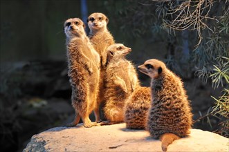 A family of meerkats (Suricata suricatta), captive, resting and watching together on a rock,