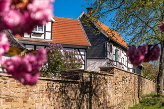 Blossoming tree in front of a traditional half-timbered house with stone wall in the foreground,