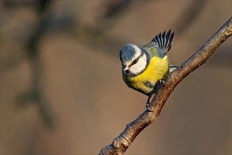 A blue tit perched on a branch with a soft focus background, Cyanistes Caeruleus, Blue tit