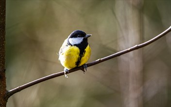 Great Tit, Parus major, bird in forest at winter light