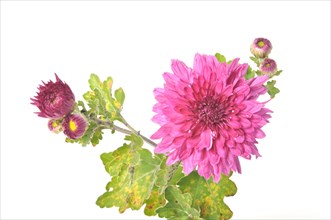 A vibrant pink dahlia flower with green leaves isolated on a white background