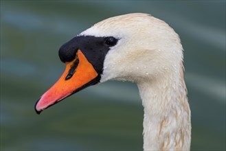 Swan (Cygnus Albus), bird, swimming bird, water bird, nature, lake, freshwater, water, feathers,