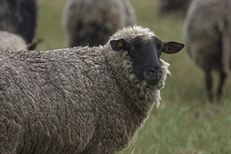 Black-headed sheep on pasture, Mecklenburg-Western Pomerania, Germany, Europe