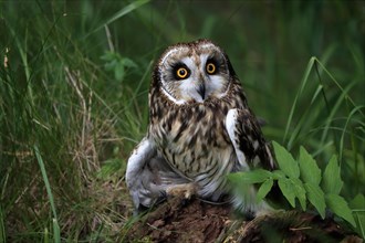 Short-eared owl (Asio flammeus), adult, on the ground, vigilant, Great Britain