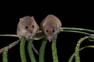 Eurasian harvest mouse (Micromys minutus), adult, two, pair, on plant stalks, spikes, foraging, at