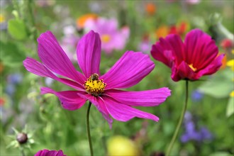 A pink flower with a yellow centre (Cosmea bipinnata), Cosmea, and an insect on the petals,