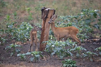 European roe deer (Capreolus capreolus) doe (right) with fawn at salt lick, Southern Hungary,