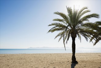 Beach with palm trees, Can Picafort, Bay of Alcudia, Majorca, Balearic Islands, Spain, Europe