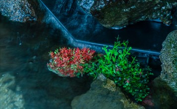Colorful aquatic plants and red flowers on rocks by reflective water, in South Korea