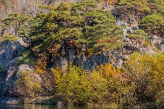 Pine trees in autumn standing on rocky terrain besides calm waters, in South Korea