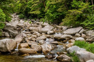 A serene river flows through rocks surrounded by a landscape of green leaves, in South Korea