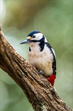 Male of Great Spotted Woodpecker, Dendrocopos major, bird in forest at winter sun