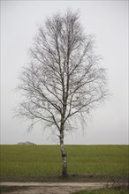 Birch (Betula), field, path, Lower Saxony, Germany, Europe