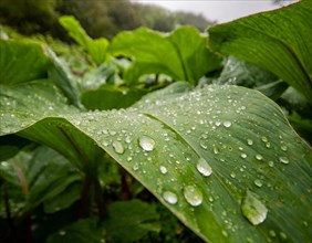 Wet green leaves with water droplets after a rain shower in the tropics, AI generated, AI generated