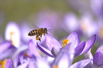 Bee with pollen in crocus field, February, Germany, Europe