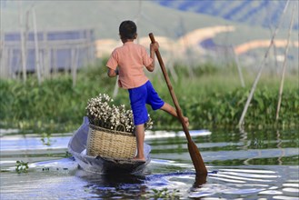Boy in a canoe carrying plants on a calm lake, Inle Lake, Myanmar, Asia