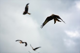 Several red kites (Milvus milvus) in flight looking for prey, cloudy sky, Wales, Great Britain