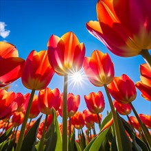 Tulips looking upward to a clear blue sky petal edges kissed by sunlight, AI generated