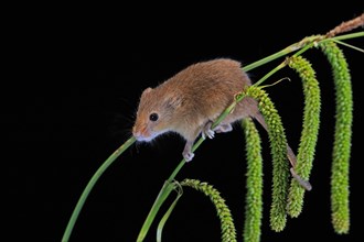 Eurasian harvest mouse (Micromys minutus), adult, on plant stalks, ears of corn, foraging, at