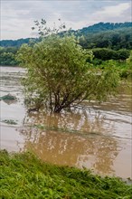 Solitary tree standing in floodwaters along a riverbank under overcast skies, in South Korea