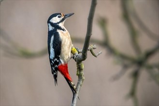 A woodpecker perched on a tree branch with its distinctive black, white, and red feathers,