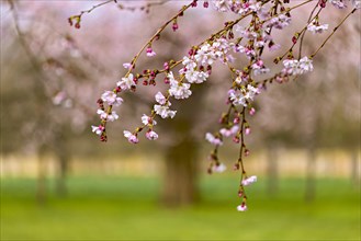 Pink cherry blossoms in focus with a blurred background of a tree and greenery, Prunus serrulata,