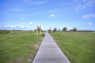 Wooden path to the beach of Schillig, surrounded by green meadows, on the horizon a few trees and