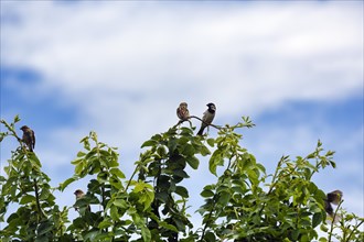 Songbirds sitting on bushes, Wales, Great Britain