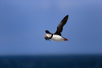 Puffin (Fratercula arctica), adult, flying, with sand eels, with food, Faroe Islands, England,