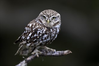 Little owl (Athene noctua), (Tyto alba), adult, perch, Lowick, Northumberland, England, Great