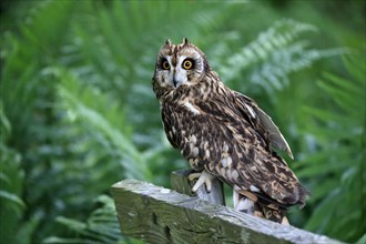 Short-eared owl (Asio flammeus), adult, perch, Great Britain