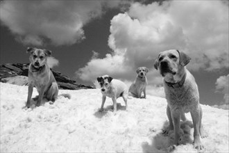 A quartet of dogs on a snowy landscape with a dramatic cloudy sky, Amazing Dogs in the Nature