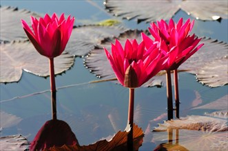 Several pink water lilies (Nymphaea), reflected in a pond with water lilies, Stuttgart,