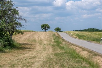 A winding country road leads through a summery landscape with trees and blue skies