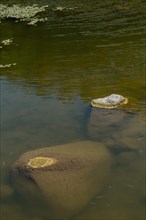 Two stones submerged in calm water with clear reflections, in South Korea