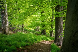 A peaceful forest path surrounded by green trees and fresh undergrowth, Wuelfrath, Mettmann,