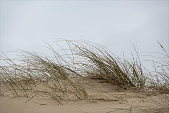 Tufts of grass bend in the wind on sandy dunes under a grey sky