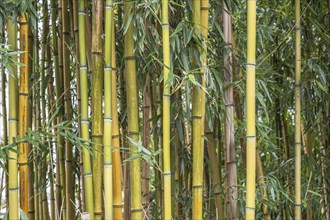 Bamboo (Phyllostachys), Baden-Wuerttemberg, Germany, Europe