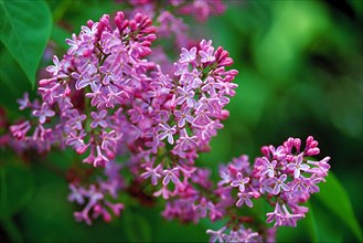 Close-up of purple lilac blossoms with blurred green background Syringa labiate Oleeae