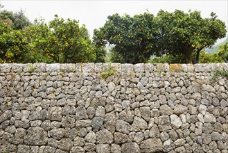 Citrus plantation and old stone wall, Fornalutx, Serra de Tramuntana, Majorca, Balearic Islands,
