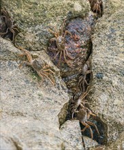 Many chinese mitten crab (Eriocheir sinensis), invasive species, neozoon, crabs, juveniles, hiding