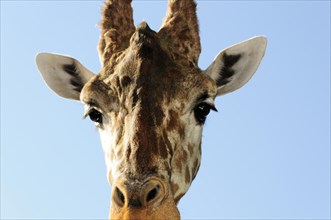 Head of a giraffe (Giraffa camelopardalis), in front of a clear blue sky, Stuttgart,