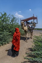 Beduins on their camels, Gujarat, India, Asia