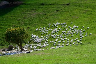 Domestic geese on a sunny, green hill next to a single tree, Wuelfrath, Mettmann, Bergisches Land,
