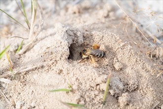 Brown-rumped trouser bee (Dasypoda hirtipes), wild bee on sandy soil in front of the nest entrance,